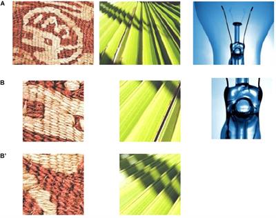 Computer Vision System for Expressing Texture Using Sound-Symbolic Words